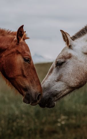 horse, horse, love Wallpaper 1752x2800