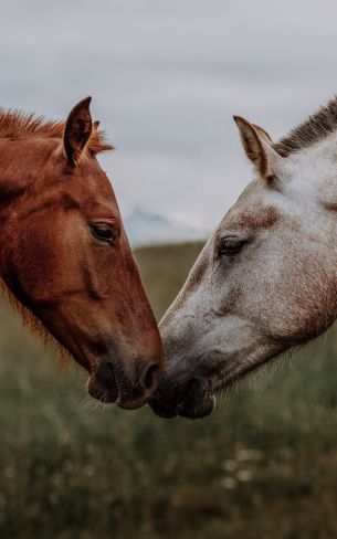 horse, horse, love Wallpaper 800x1280