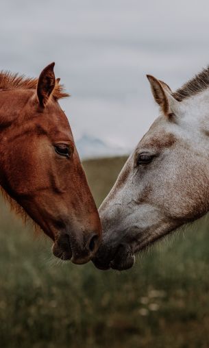 horse, horse, love Wallpaper 1200x2000