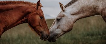 Обои 3440x1440 лошадь, конь, любовь