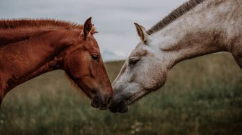 Обои 3840x2160 лошадь, конь, любовь
