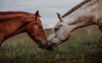 Обои 1920x1200 лошадь, конь, любовь