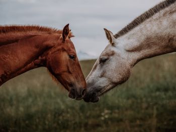 Обои 1024x768 лошадь, конь, любовь