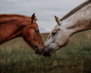 Обои 1280x1024 лошадь, конь, любовь