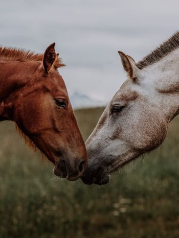 Обои 2048x2732 лошадь, конь, любовь