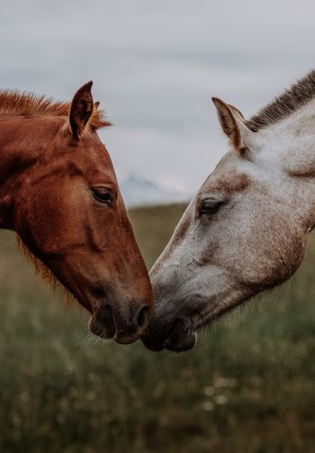 Обои 1640x2360 лошадь, конь, любовь