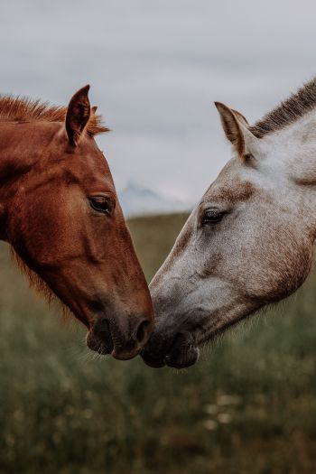 Обои 640x960 лошадь, конь, любовь