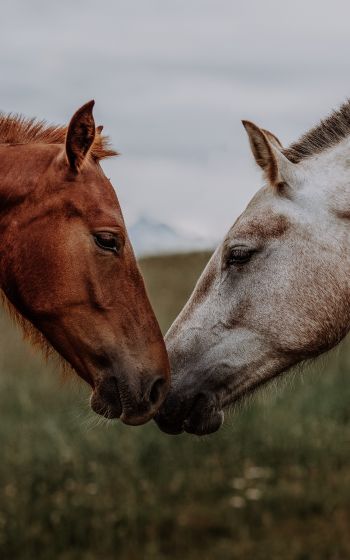 Обои 800x1280 лошадь, конь, любовь