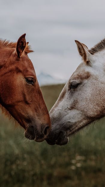 Обои 640x1136 лошадь, конь, любовь