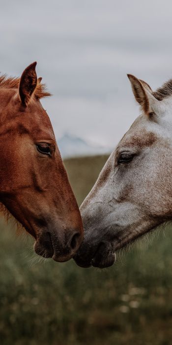 Обои 720x1440 лошадь, конь, любовь