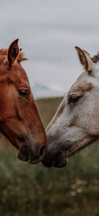 Обои 1080x2340 лошадь, конь, любовь