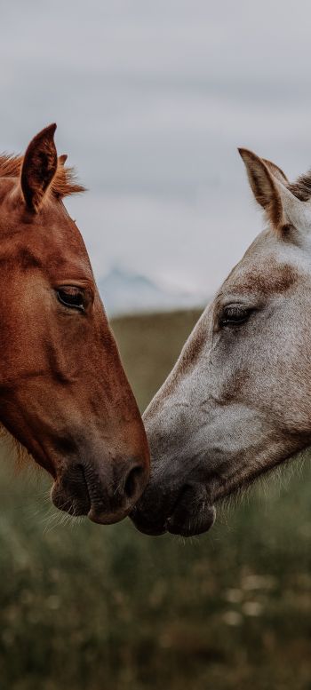 Обои 720x1600 лошадь, конь, любовь