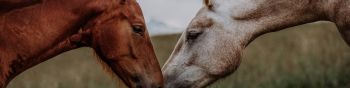 Обои 1590x400 лошадь, конь, любовь