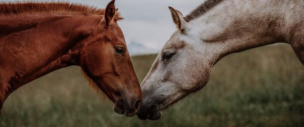 horse, horse, love Wallpaper 3440x1440