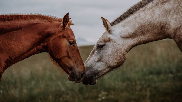 horse, horse, love Wallpaper 1920x1080