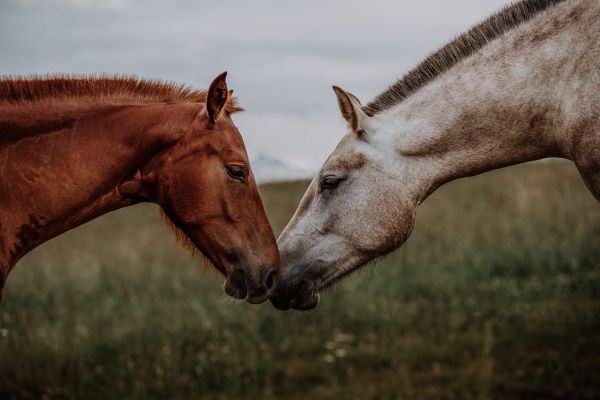 horse, horse, love Wallpaper 7360x4912