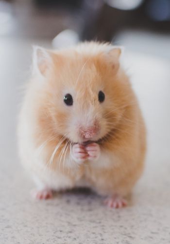 hamster, pet, rodent Wallpaper 1668x2388
