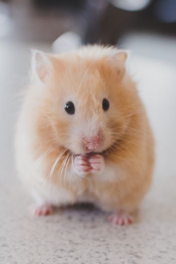 hamster, pet, rodent Wallpaper 640x960