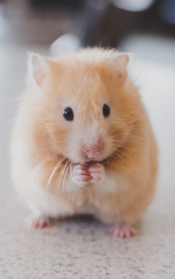 hamster, pet, rodent Wallpaper 1752x2800