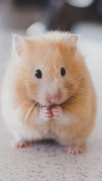 hamster, pet, rodent Wallpaper 640x1136