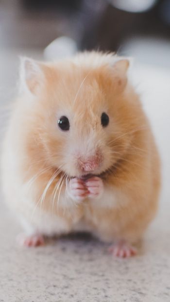 hamster, pet, rodent Wallpaper 720x1280