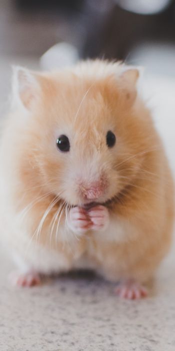 hamster, pet, rodent Wallpaper 720x1440