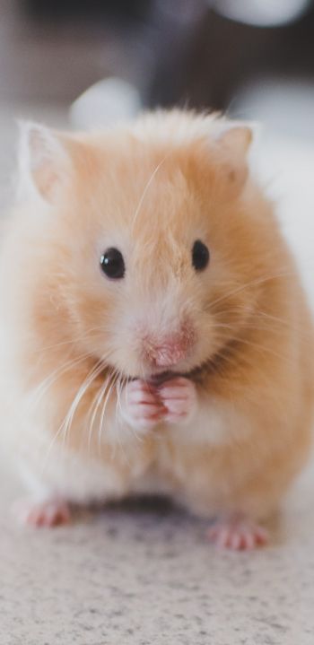 hamster, pet, rodent Wallpaper 1080x2220