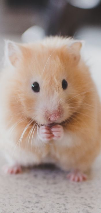 hamster, pet, rodent Wallpaper 720x1520