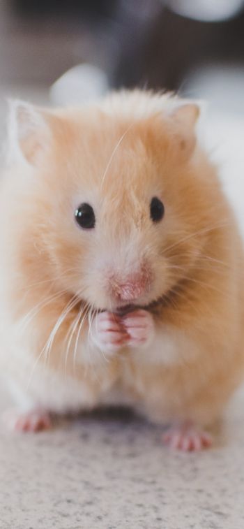 hamster, pet, rodent Wallpaper 828x1792