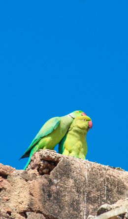 parrot, love, pair Wallpaper 600x1024