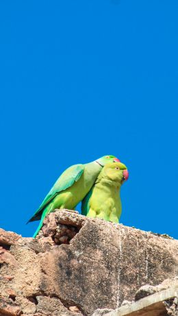 parrot, love, pair Wallpaper 640x1136