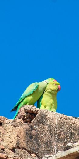 parrot, love, pair Wallpaper 720x1440