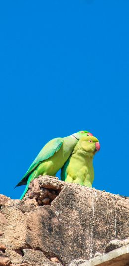 parrot, love, pair Wallpaper 1080x2220
