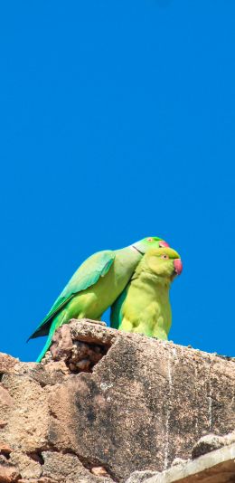 parrot, love, pair Wallpaper 1440x2960