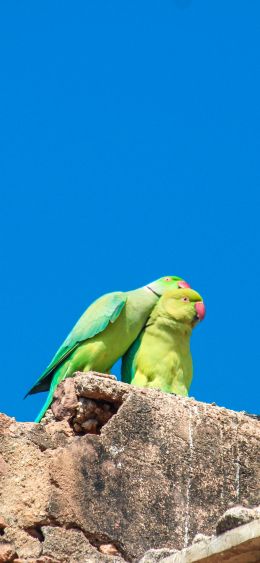 parrot, love, pair Wallpaper 1080x2340