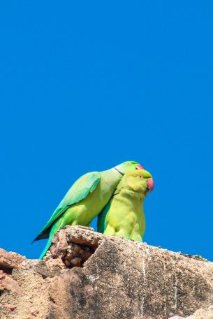 parrot, love, pair Wallpaper 640x960
