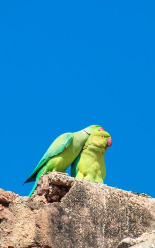 parrot, love, pair Wallpaper 800x1280