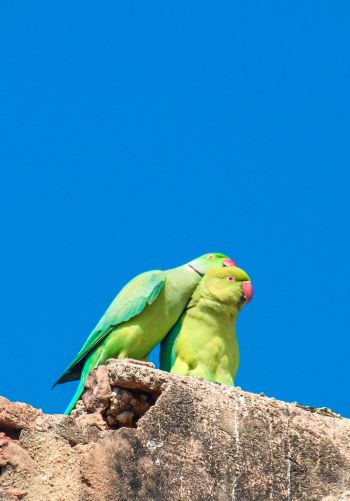 parrot, love, pair Wallpaper 1668x2388