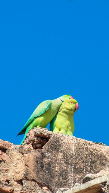 parrot, love, pair Wallpaper 1080x1920