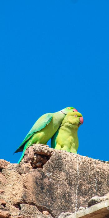 parrot, love, pair Wallpaper 720x1440