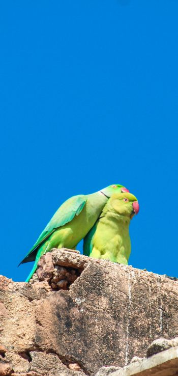 parrot, love, pair Wallpaper 1080x2280