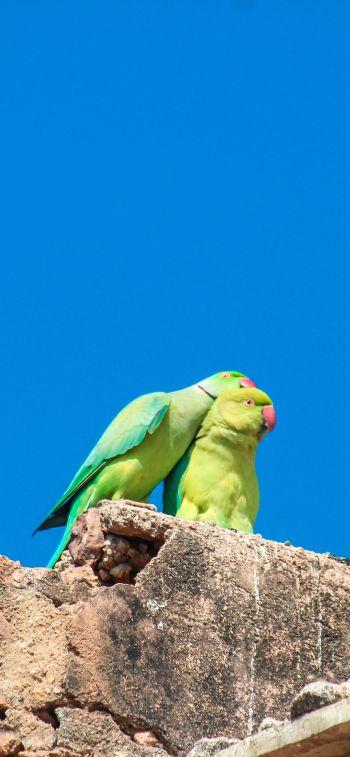 parrot, love, pair Wallpaper 1125x2436