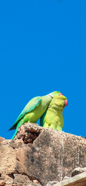 parrot, love, pair Wallpaper 1080x2340