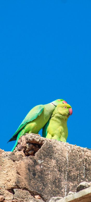 Обои 1440x3200 попугай, любовь, пара