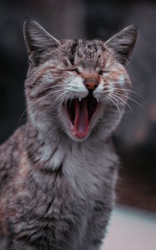 cat, yawns Wallpaper 1752x2800