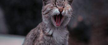 cat, yawns Wallpaper 3440x1440
