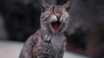 cat, yawns Wallpaper 1600x900