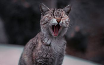cat, yawns Wallpaper 2560x1600
