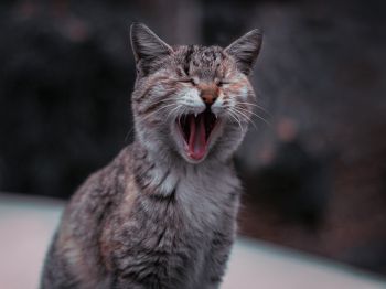 cat, yawns Wallpaper 800x600