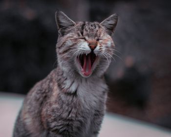 cat, yawns Wallpaper 1280x1024